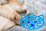 犬すきーホルダー