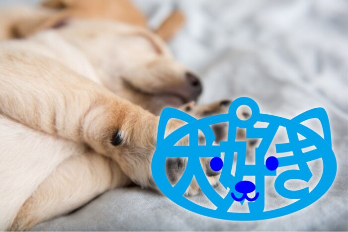 inunekosuki10 犬すきーホルダー